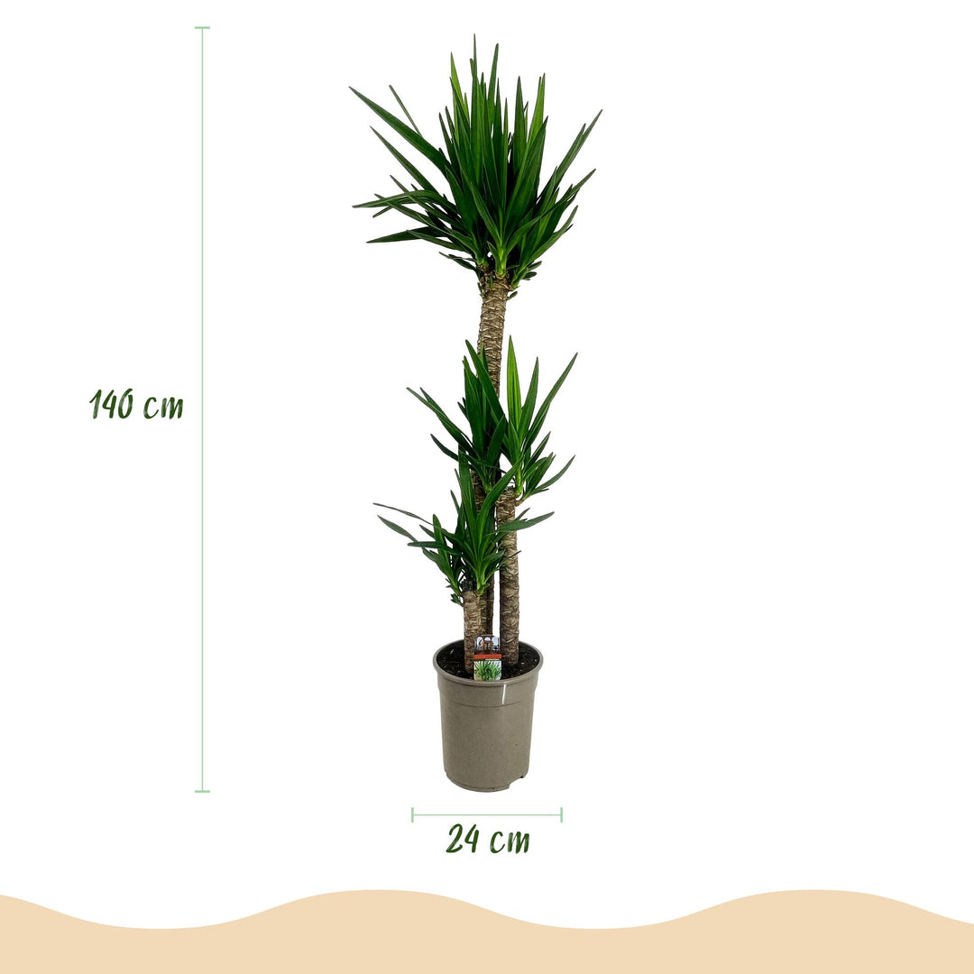 Yucca (Yucca elephantipes) - view 3