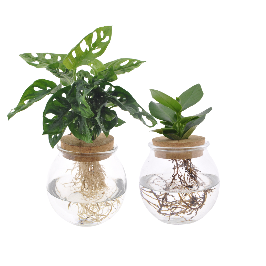 Hydroponic Plant Set | 2 Plants