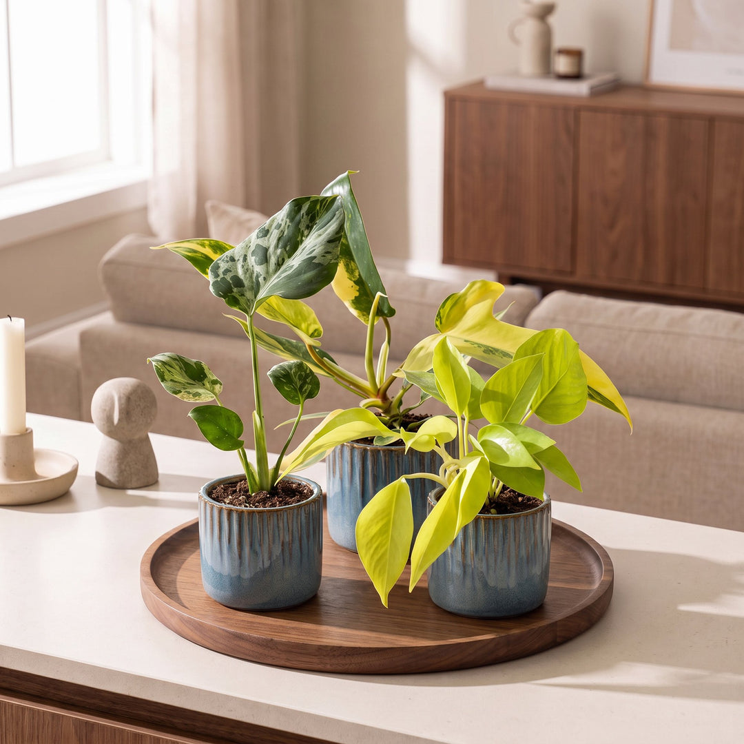 Baby Tropical Mix houseplants, pack of 3, image 3
