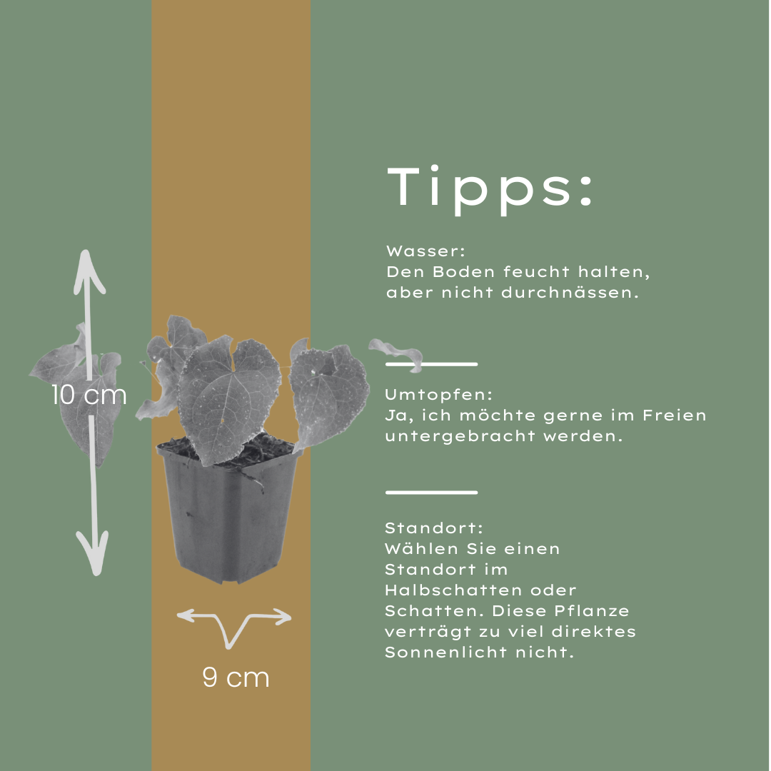 24x Epimedium perralc. 'Frohnleiten' - ↕10-25cm - Ø9cm