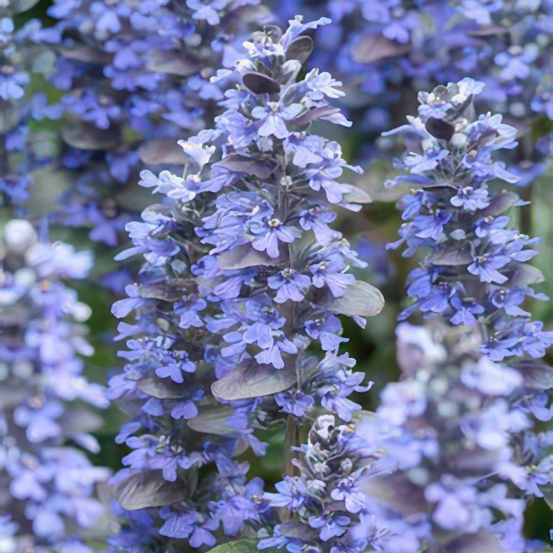 Ajuga reptans with dense spikes of pale blue-purple flowers and grey-green foliage, 10-25cm tall in 9cm pot