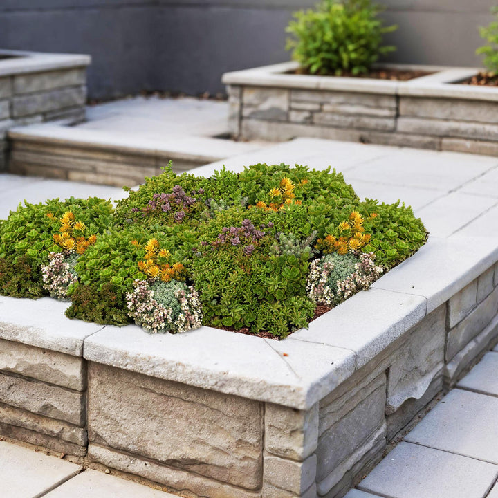 Pack of 4 sedum mats blending 10 sedum species, 50 x 30cm - view 4