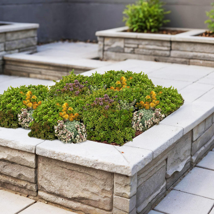 Pack of 4 sedum mats blending 10 sedum species, 50 x 30cm - view 4