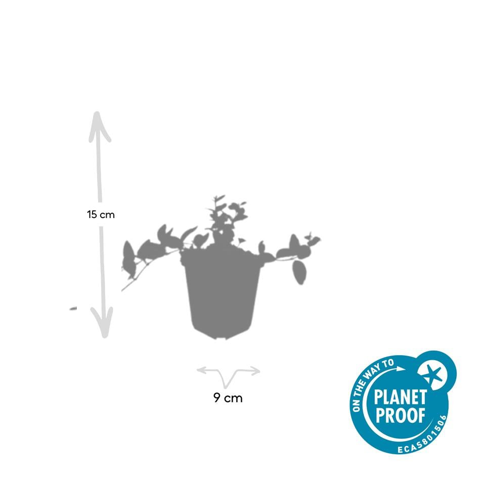 40x Vinca minor 'Ralph Shugert' Variegated Periwinkle - 9cm Pot