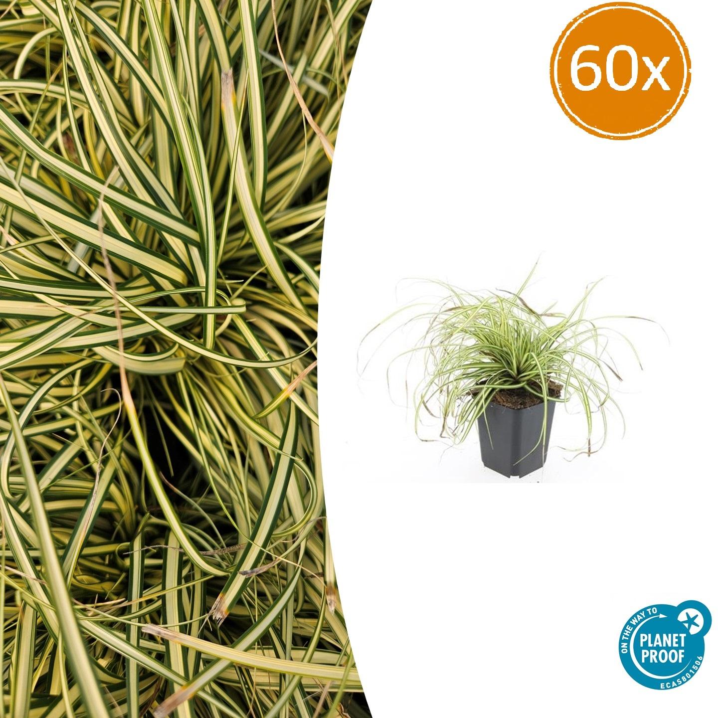 60x Carex Evergold Japanese Sedge Winter Hardy | Grass | Pla