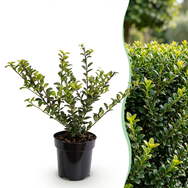 24 Ilex crenata Convexa Japanese holly plants in 9cm pots - view 3