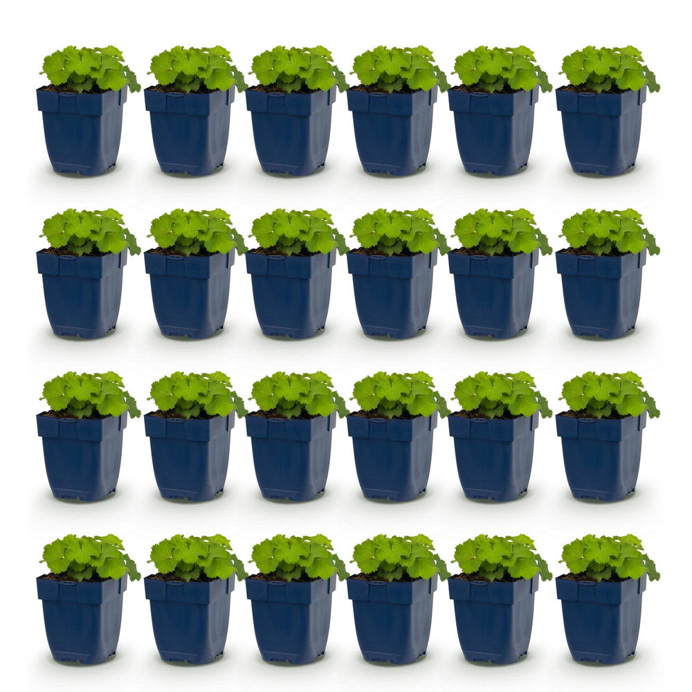 24x Alchemilla mollis Lady's Mantle plants in 11cm pots - view 2