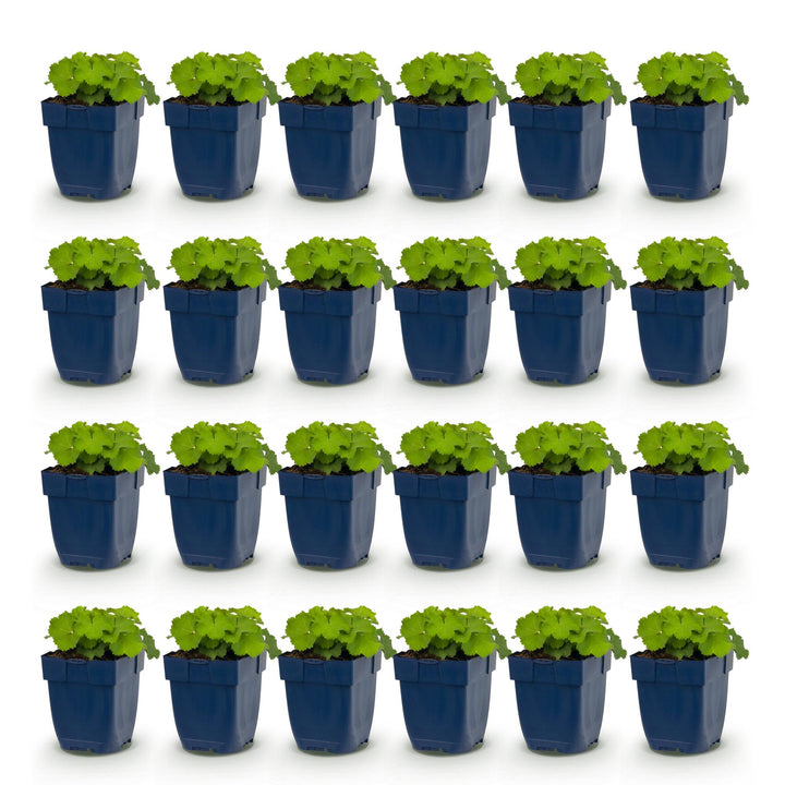 24x Alchemilla mollis Lady's Mantle plants in 11cm pots - view 2