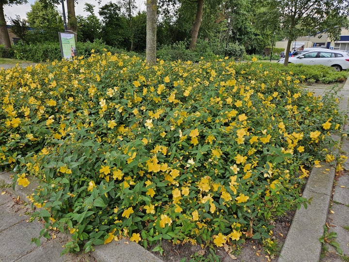 48x Hypericum 'Hidcote' - ↕10-25cm - Ø9cm