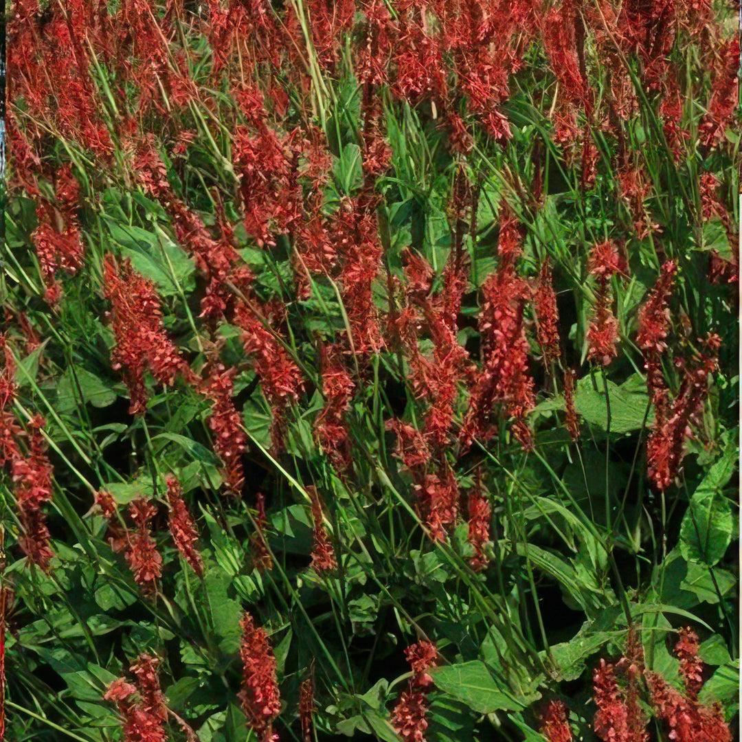 6x Persicaria amplexicaulis - ↕10-25cm - Ø9cm full-plant overview, healthy foliage and strong roots