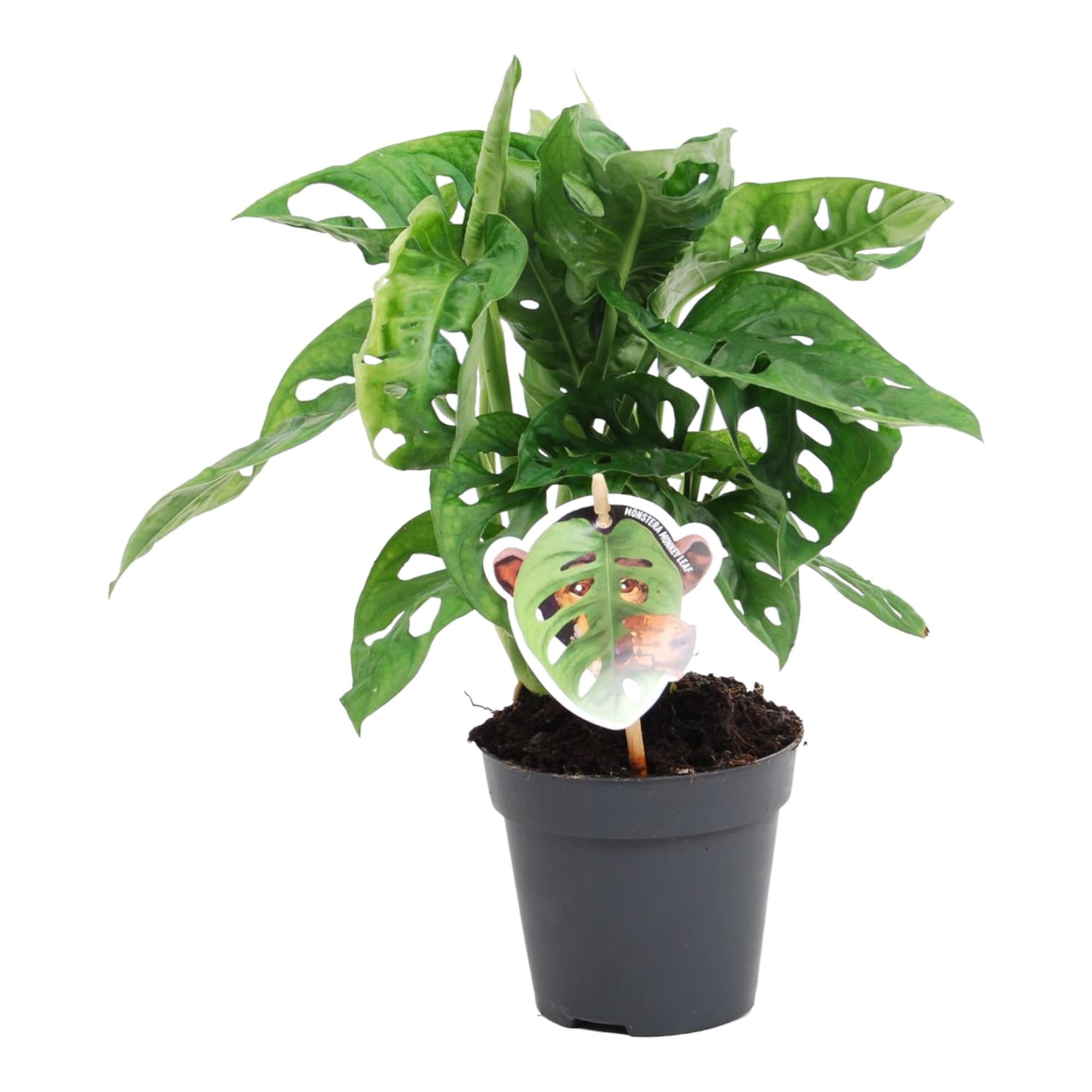 Air Purifying House Plants