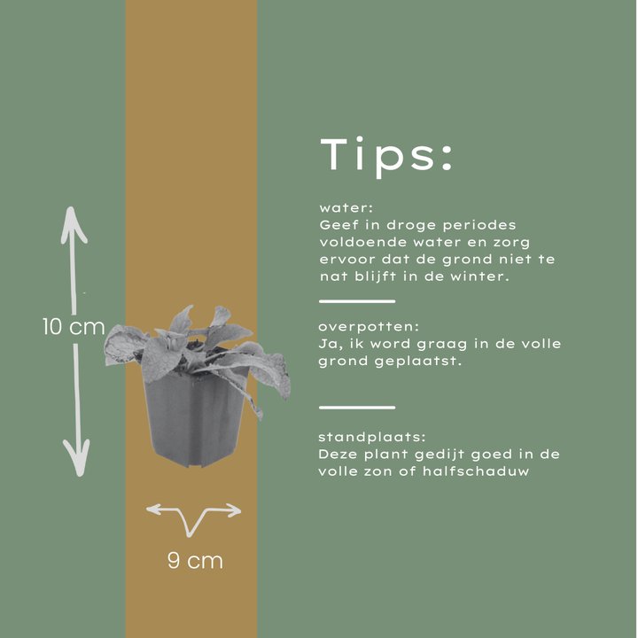 6x Symphytum grand. 'Wisley Blue' - ↕10-25cm - Ø9cm