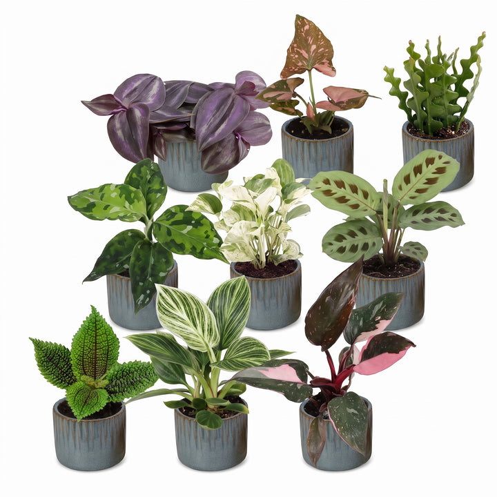 Baby Plants Surprise Box, 9 tropical plants in 6cm pots, image 2