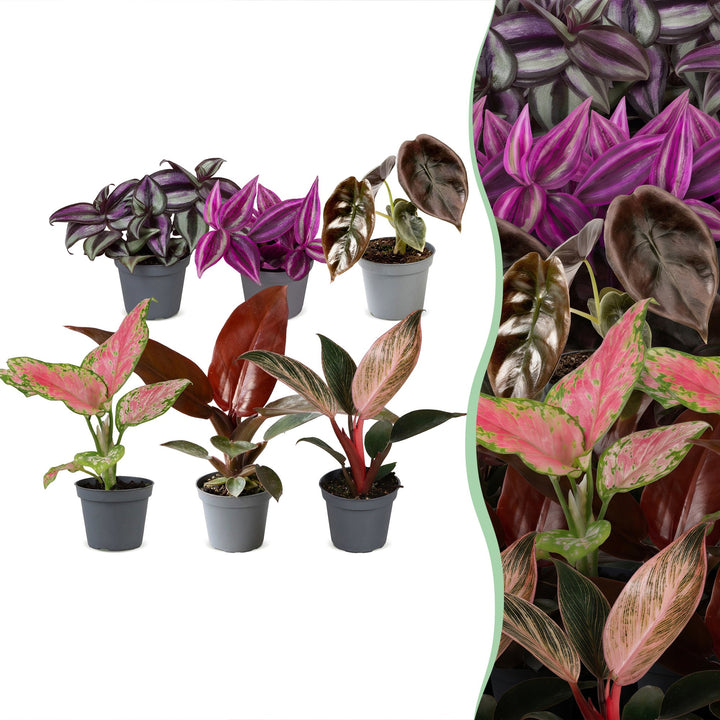 Baby Paradise Mix tropical houseplants, pack of 6