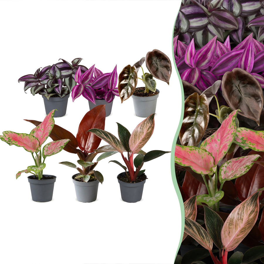Baby Paradise Mix tropical houseplants, pack of 6