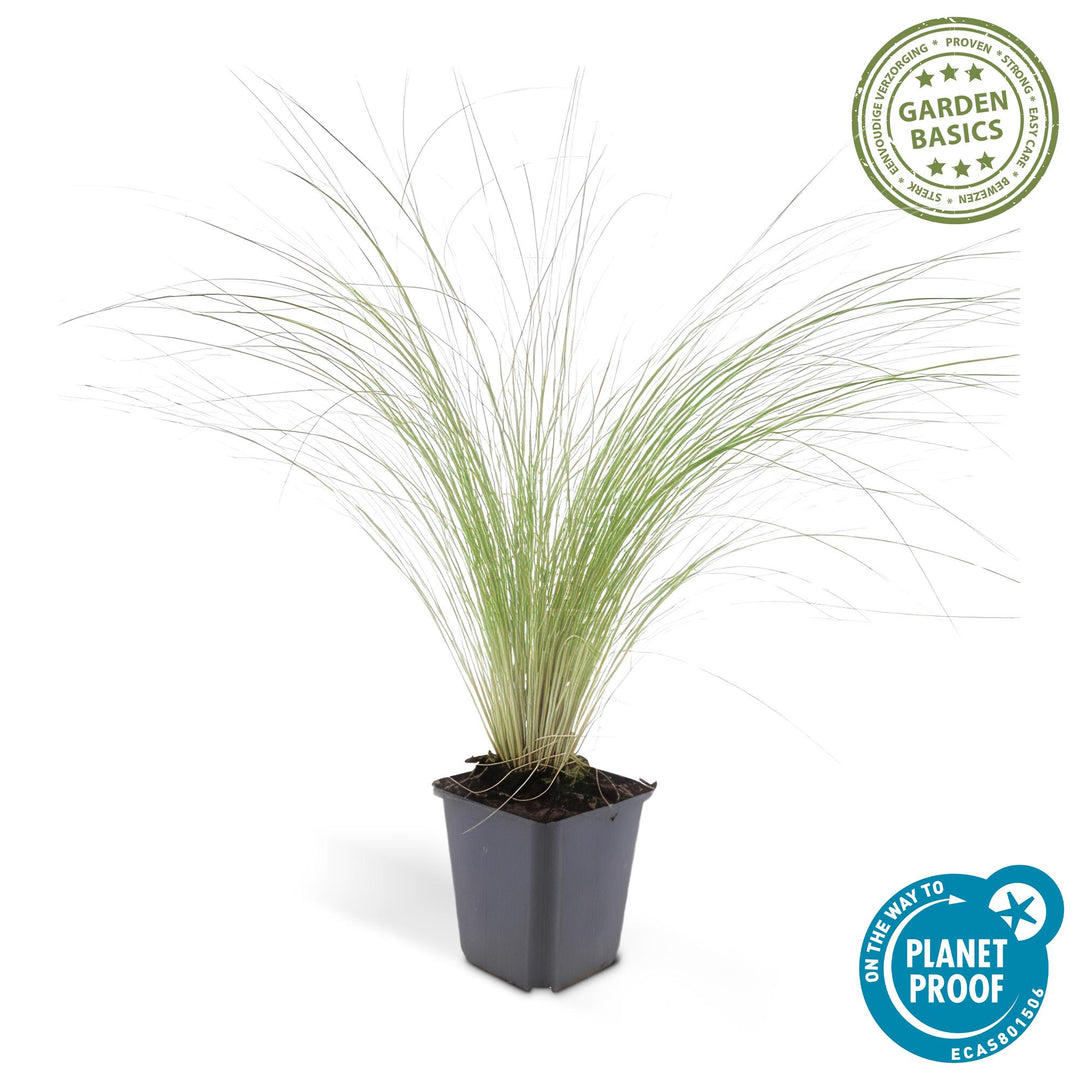 6x Stipa tenuissima 'Ponytails' - ↕10-25cm - Ø9cm styled in an Irish home interior