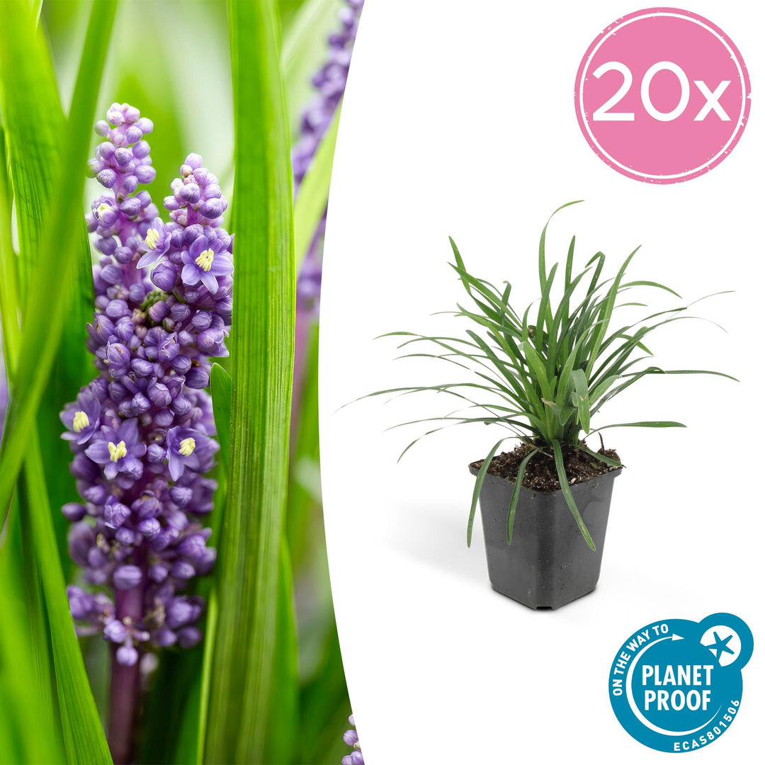 Liriope Muscari Moneymaker - 20 Hardy Evergreen Plants 9cm Pots