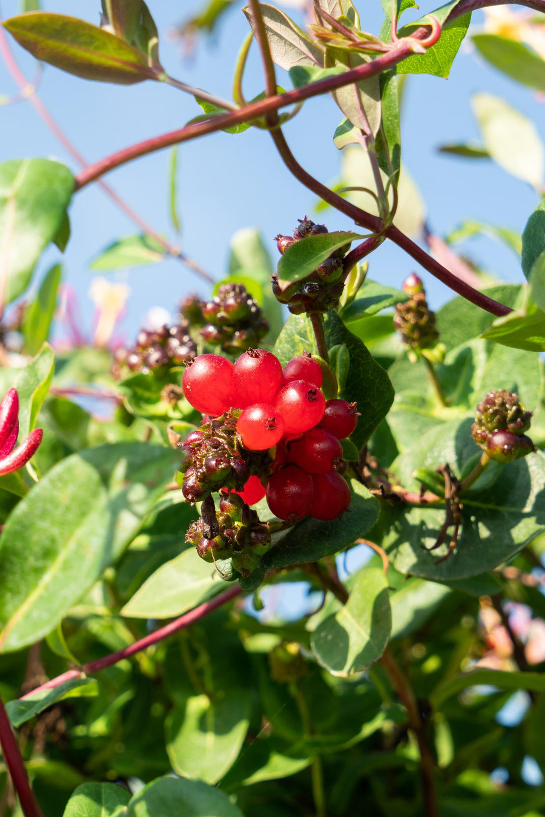 Honeysuckle Lonicera periclymenum 'Serotina' with bright red berries, dark burgundy stems and oval green leaves against…