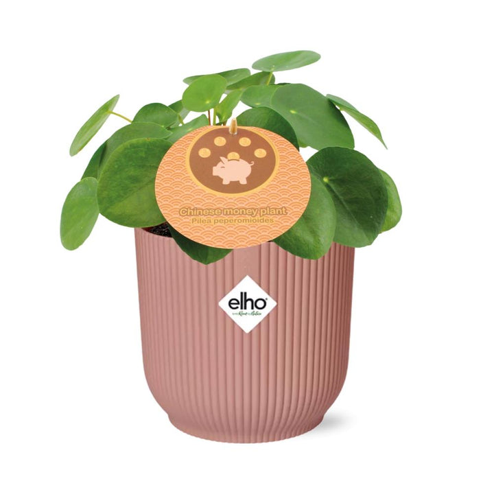 Chinese Money Plant (Pilea peperomioides) in a pink ELHO Vibes pot, view 2