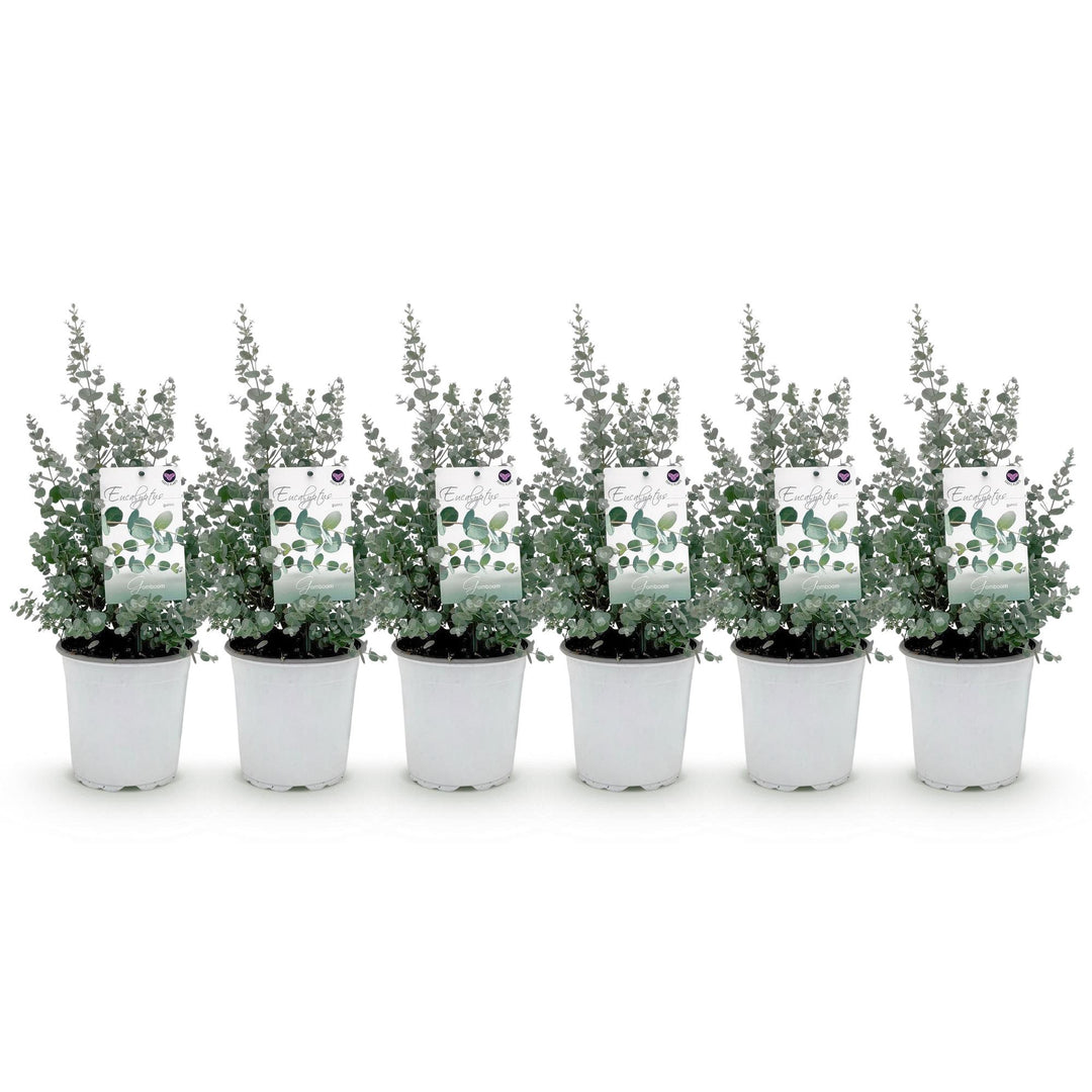 Pack of 6 Eucalyptus gunnii plants in 17cm pots, 40cm tall - view 2