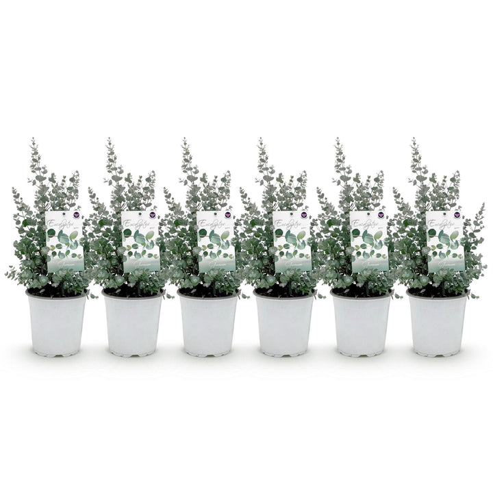 Pack of 6 Eucalyptus gunnii plants in 17cm pots, 40cm tall - view 2