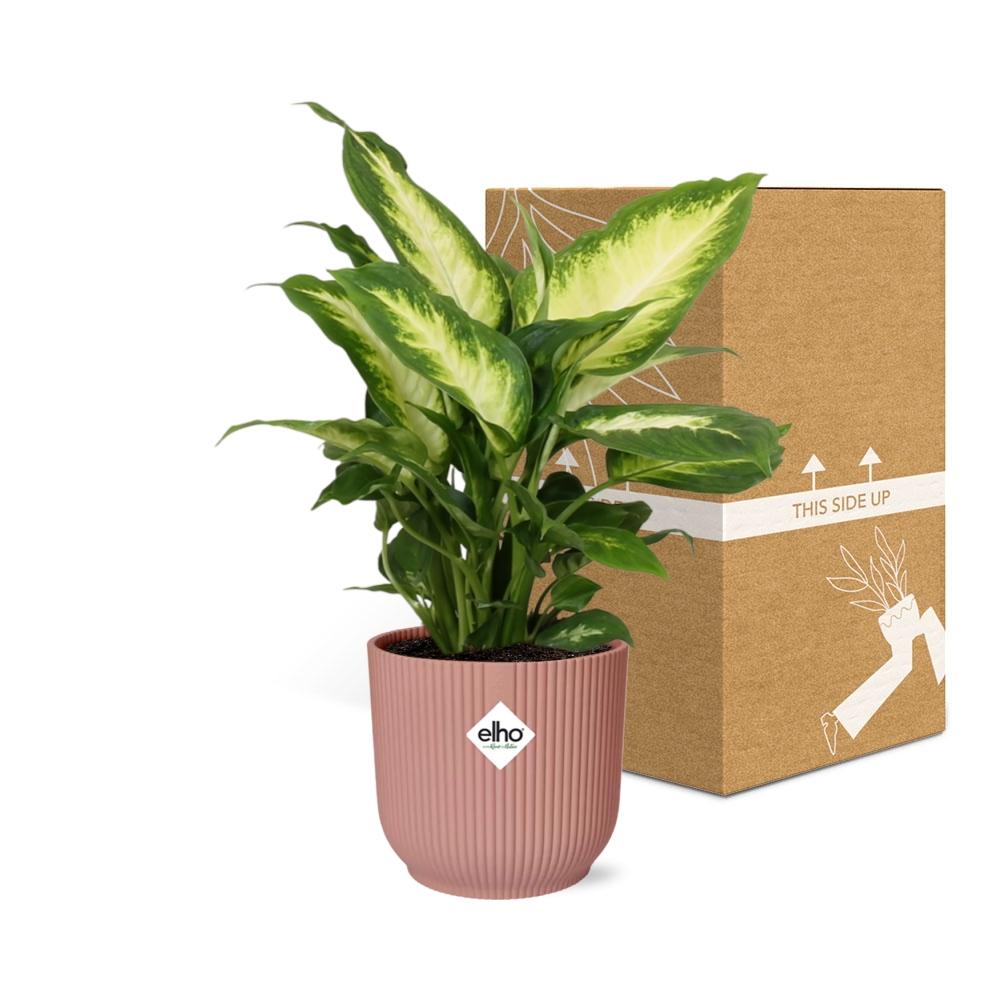Dieffenbachia Camilla (Dieffenbachia 'Camilla') in a pink ELHO Vibes pot, view 5