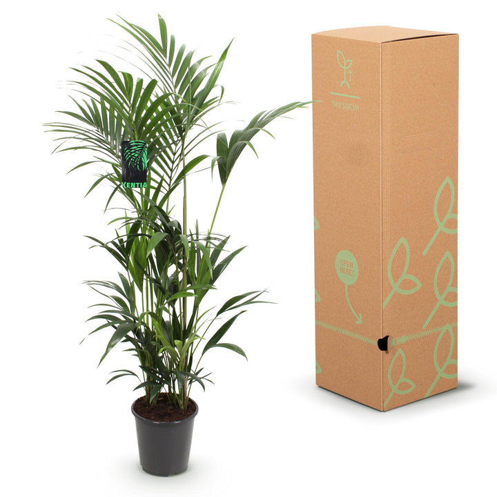 Kentia Palm (Howea forsteriana) - view 6