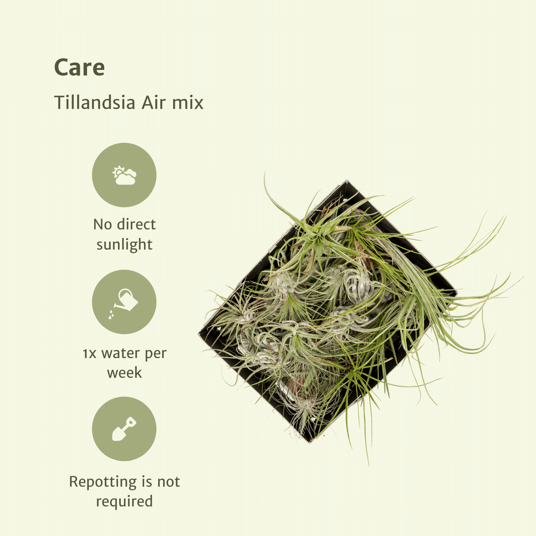 Everspring - Tillandsia Air mix - 20 pieces - 6 cm - ø6 full-plant overview, healthy foliage and strong roots