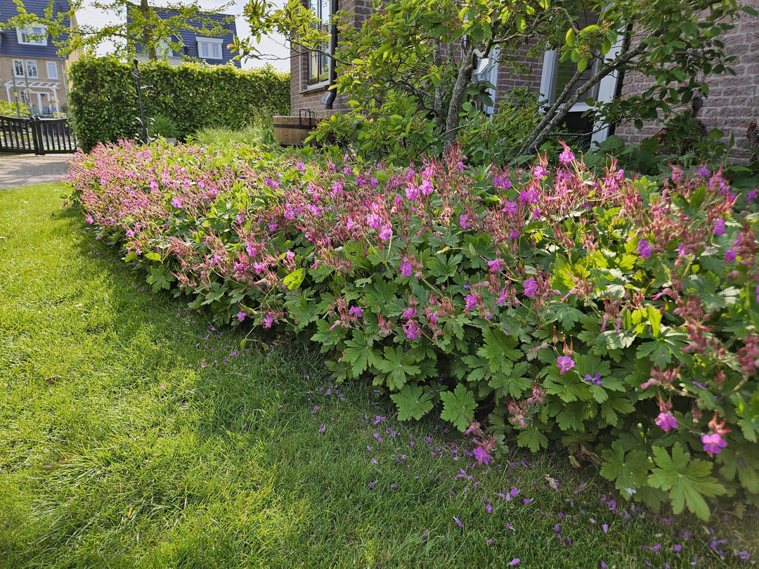 Geranium Macrorrhizum: Robust & Fragrant Groundcover for Effortless Beauty – Buy Now!