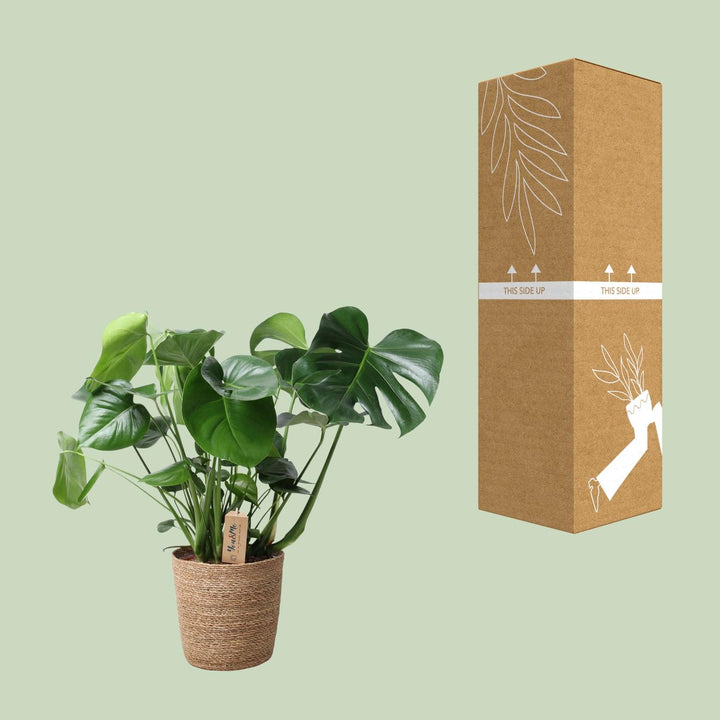Monstera In Natural Basket - Ø21cm - ↕60cm full-plant overview, large split and fenestrated leaves