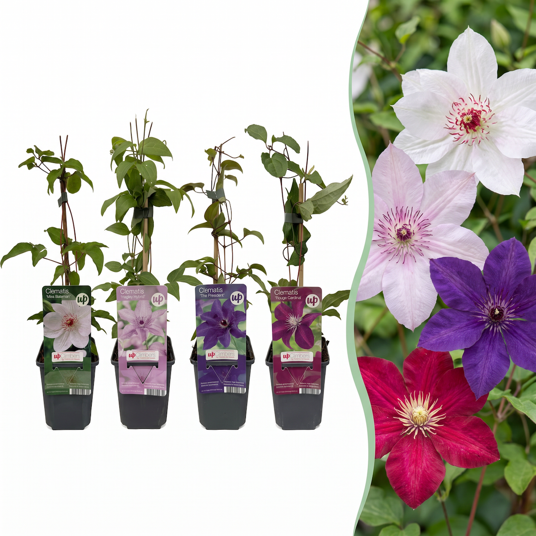 16x Clematis 'Rainbow' mixed colour climbers in 9cm pots
