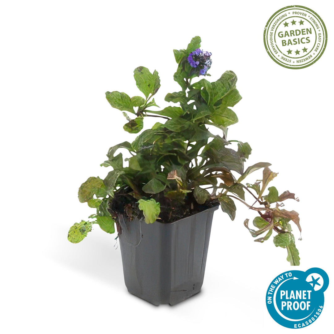 6x Ajuga reptans - ↕10-25cm - Ø9cm styled in an Irish home interior