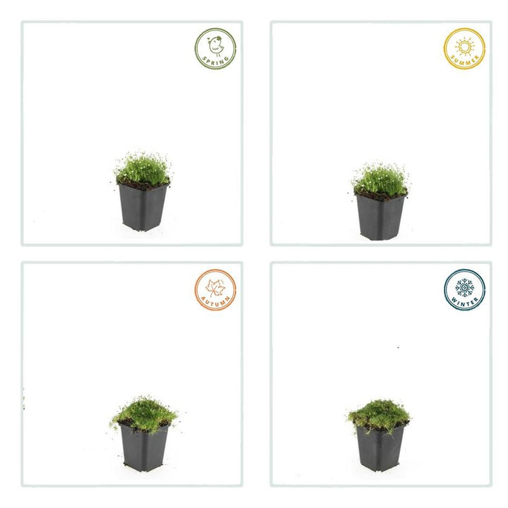 48x Sagina subulata - ↕10-25cm - Ø9cm