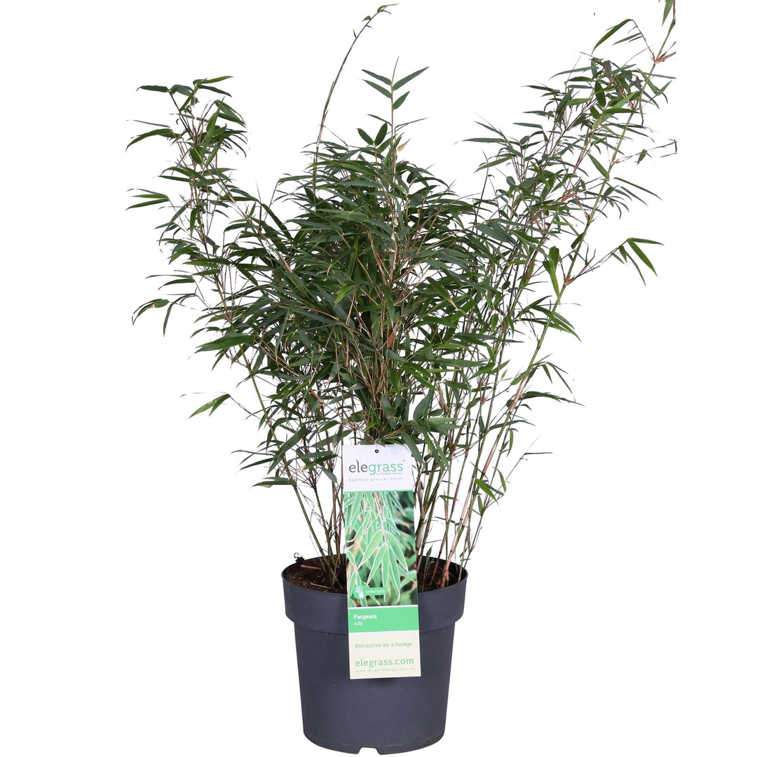 Fargesia Fufa Bamboo - Non-Invasive Clumping Bamboo for Sale | Compact & Glossy Green