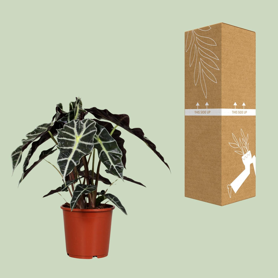 Alocasia Polly 45cm — Elephant Ear in 17cm pot