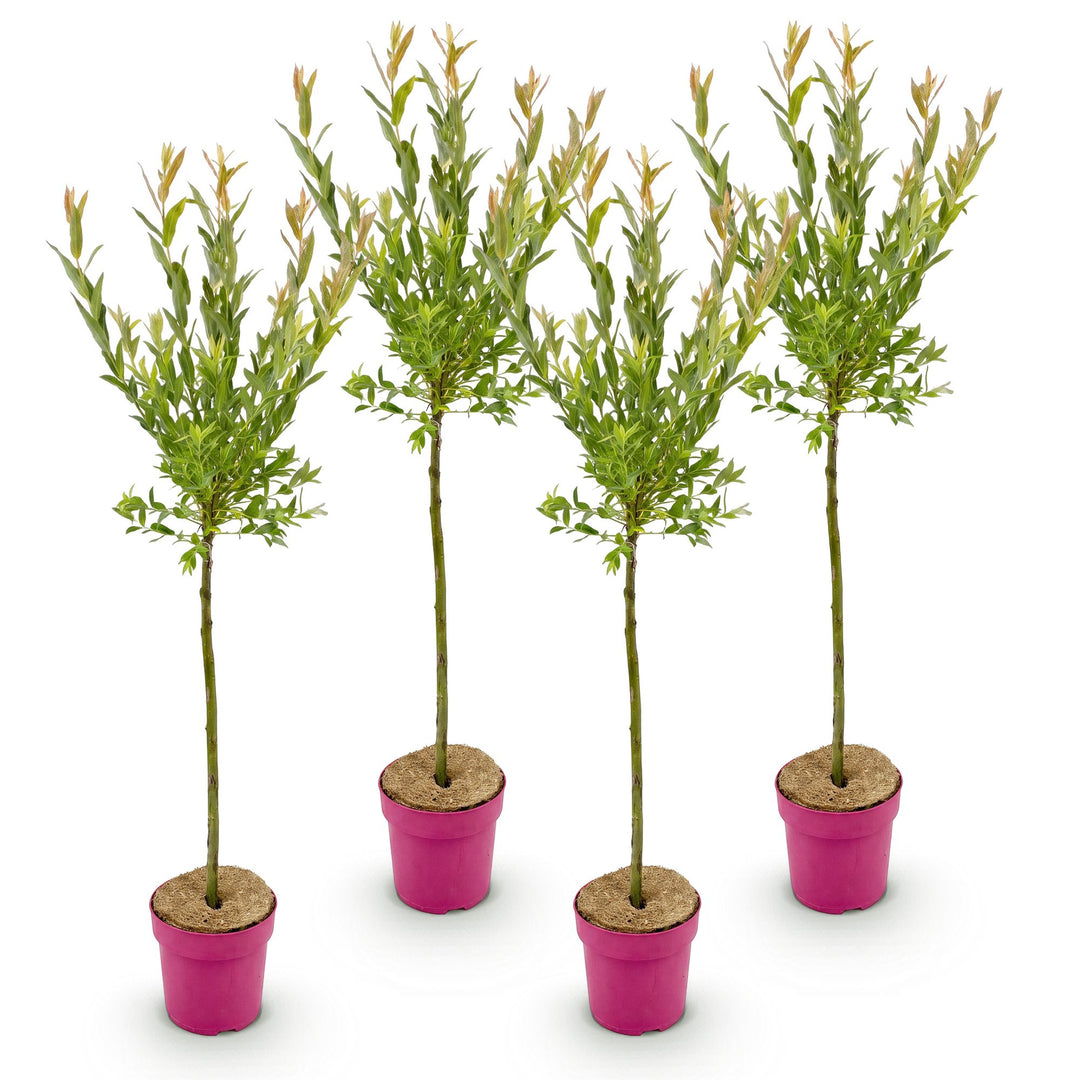 4x Salix integra 'Flamingo' Flamingo Willow in 19cm pots, 90-100cm - view 2
