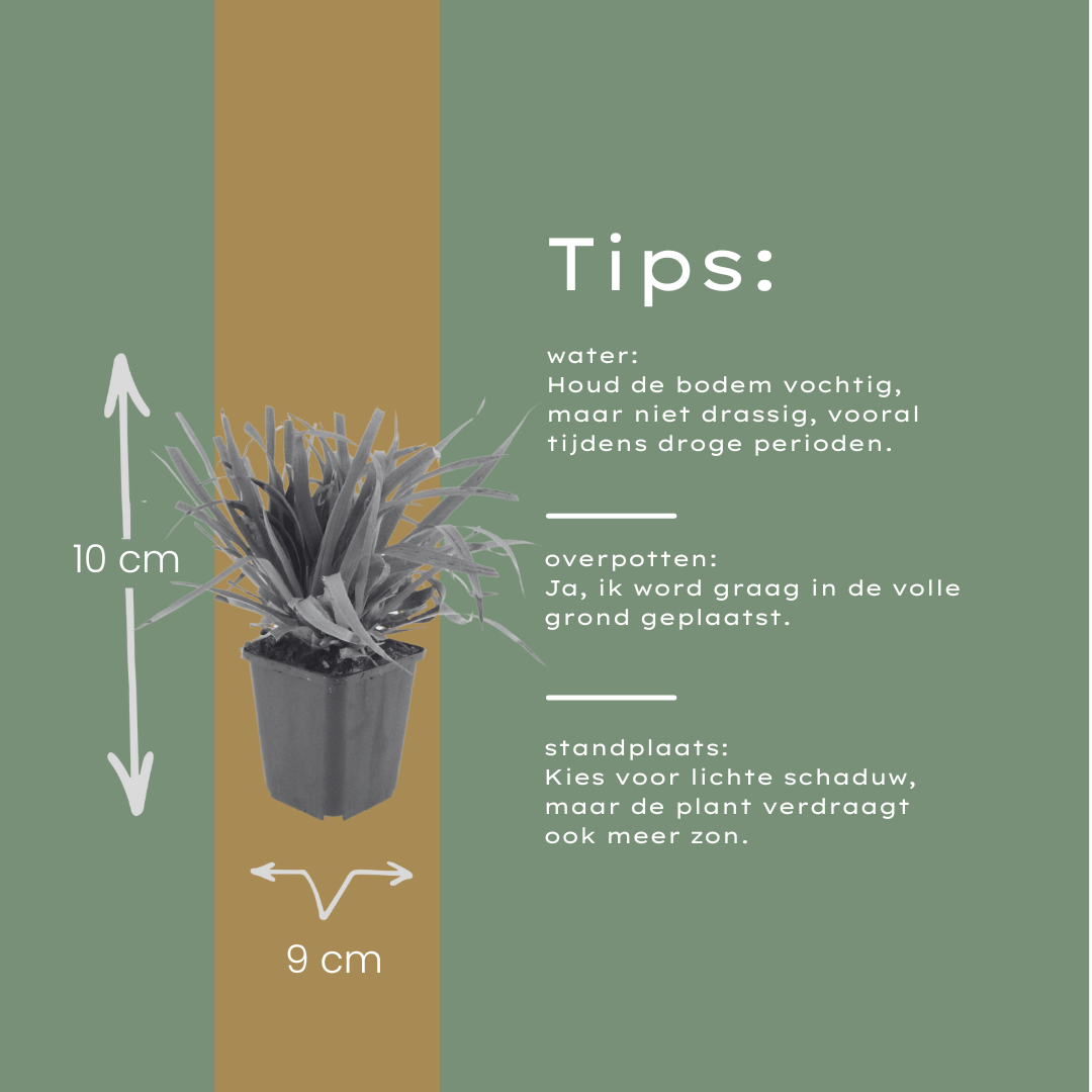 48x Luzula sylvatica - ↕10-25cm - Ø9cm