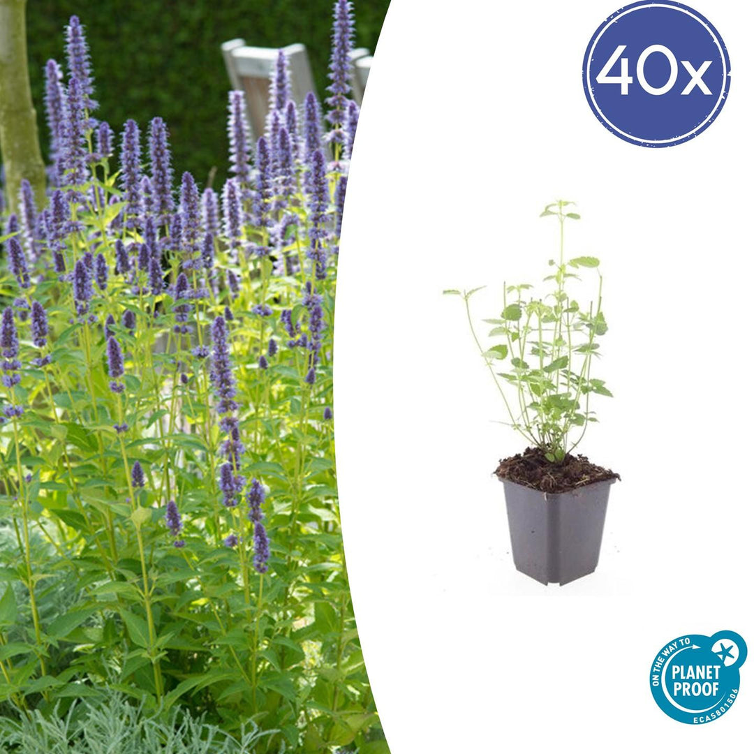 Young Agastache 'Black Adder' plant in grey pot, showing green stems and foliage, 10-25cm height