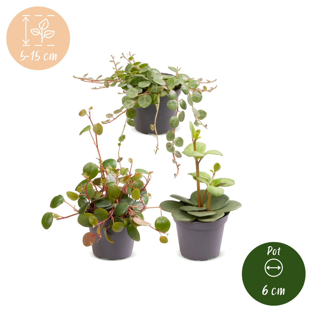 Baby Peperomia Mix houseplants, pack of 3, image 5