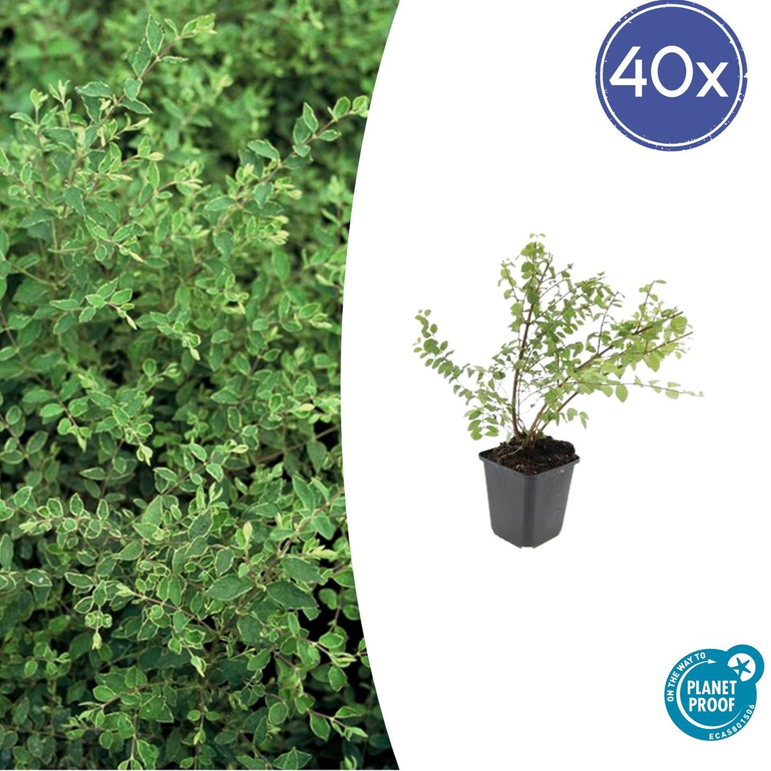 40x Snowberry 'Hancock' Bulk Pack - Hardy Ground Cover - 10-25cm