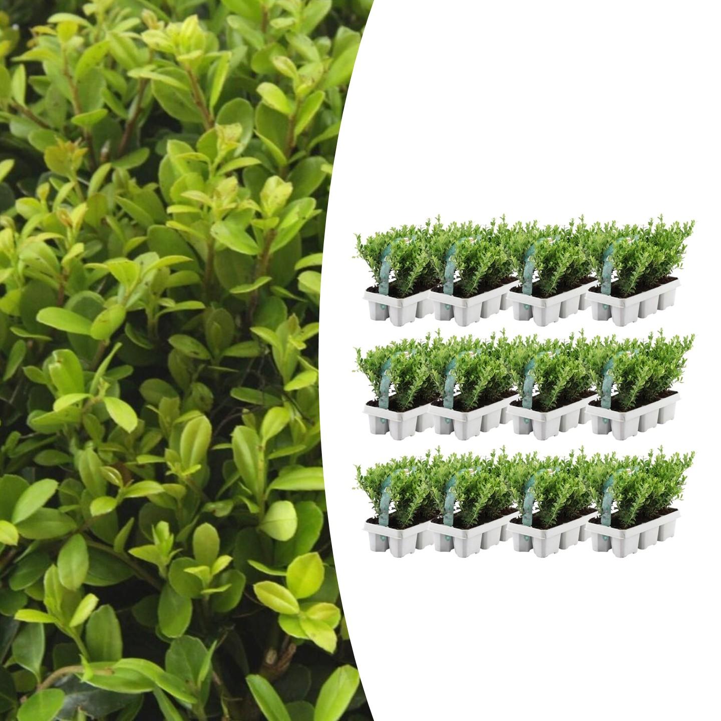 Japanese holly Ilex crenata Jenny with small rounded bright green leaves in white cell trays, thirty plants displayed in…