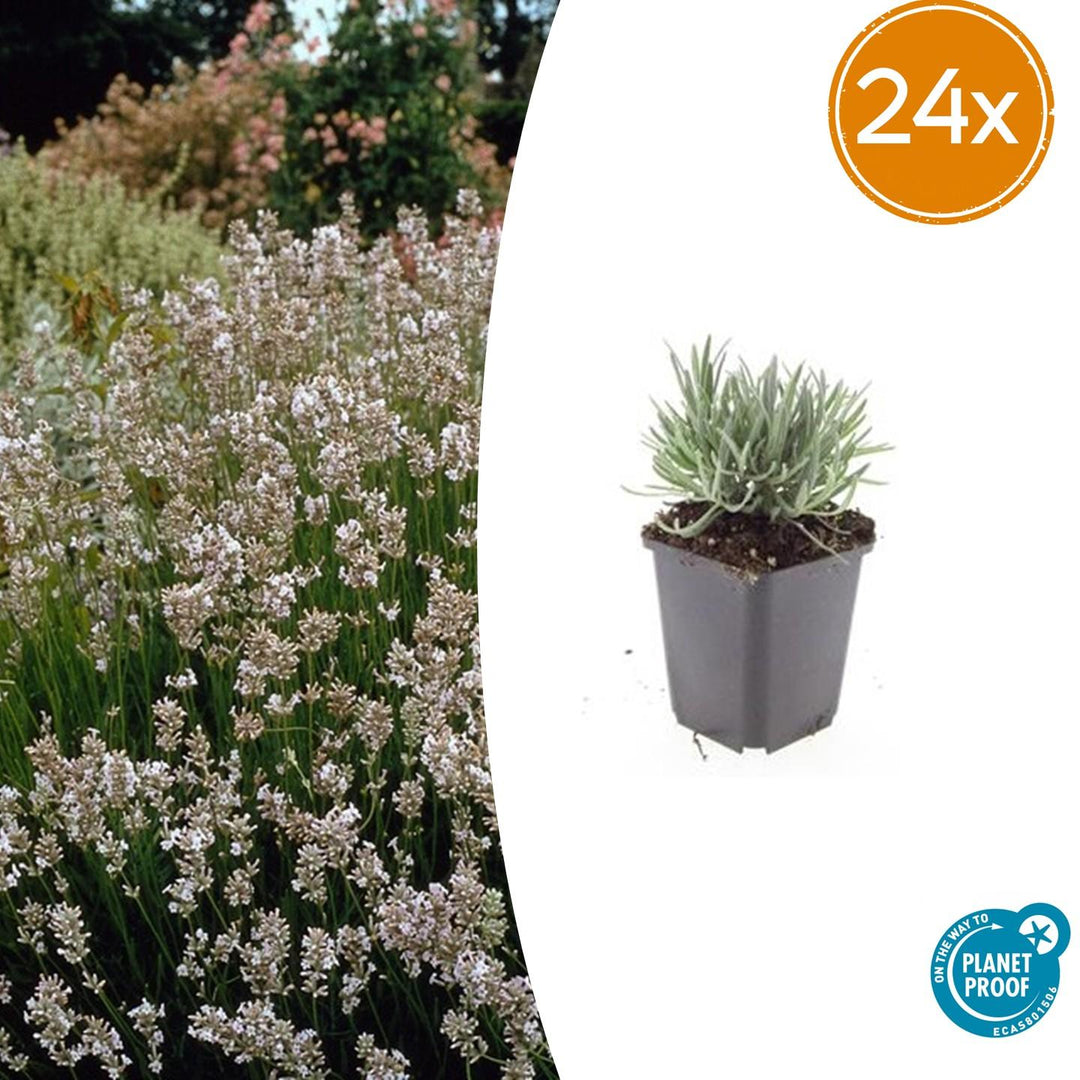 Lavender 'Edelweiss' in grey pot with silvery-green foliage, 10-25cm tall, shown individually and in garden display with…
