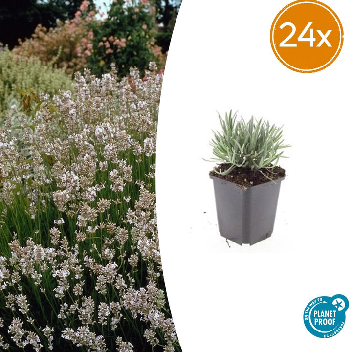 Lavender 'Edelweiss' in grey pot with silvery-green foliage, 10-25cm tall, shown individually and in garden display with…