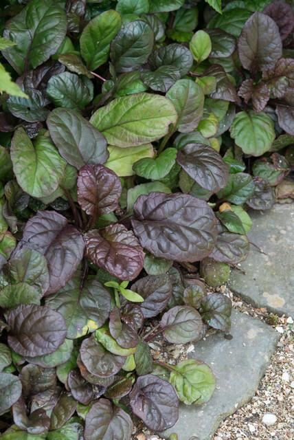 60x Ajuga Catlin's Giant Bugleweed - Bronze-Purple Ground Cover - Ø9cm