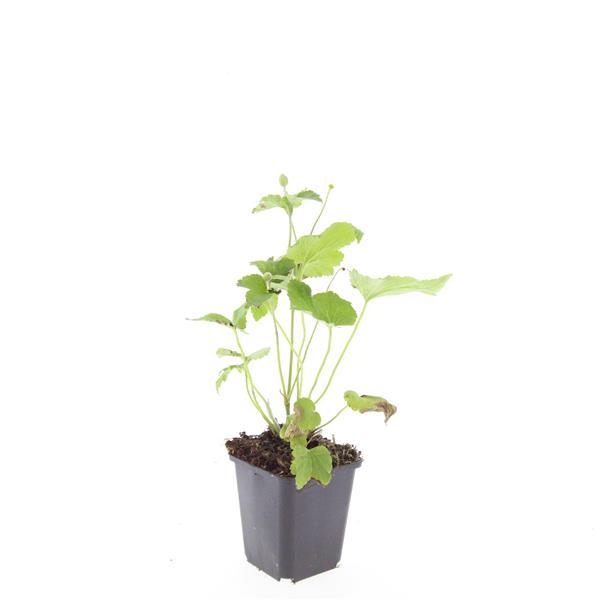 Anemone 'Honorine Jobert' plant in 9cm pot, height 10-25cm, featuring leafy green stems.