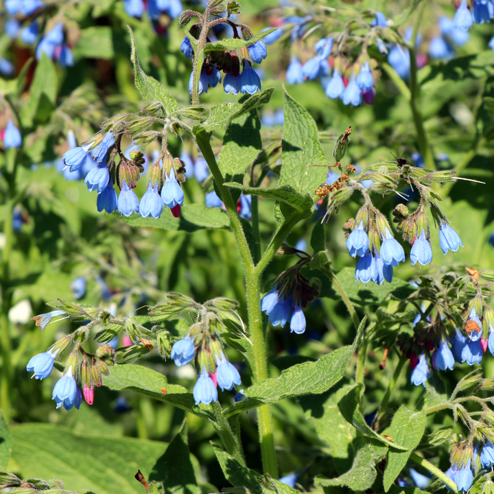 24x Symphytum grand. 'Wisley Blue' - ↕10-25cm - Ø9cm packed for EU plant delivery from PlantGift.ie