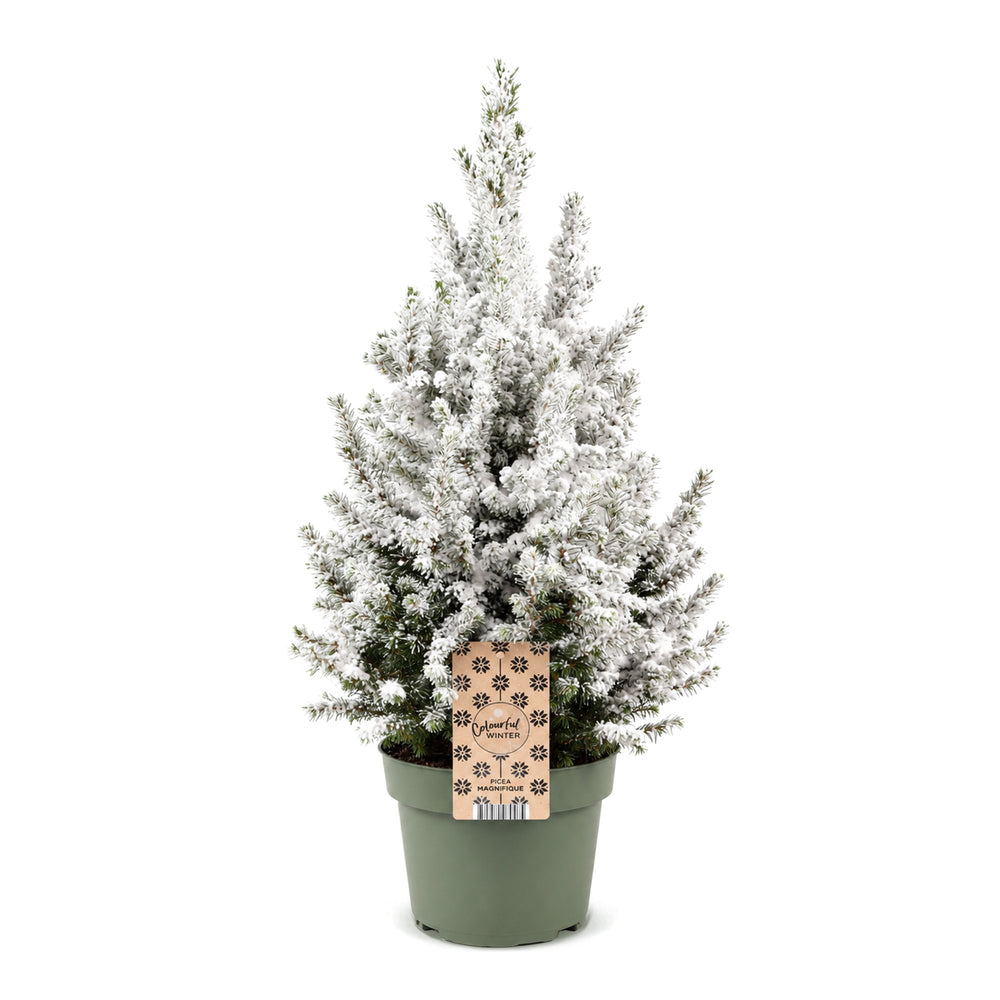 Picea glauca Conica Dwarf Alberta Spruce Christmas tree in Ø19cm pot, image 2