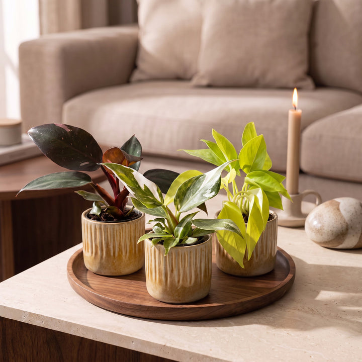 3x Baby Philodendron Tricolour indoor plants in Ø6cm pots, image 3