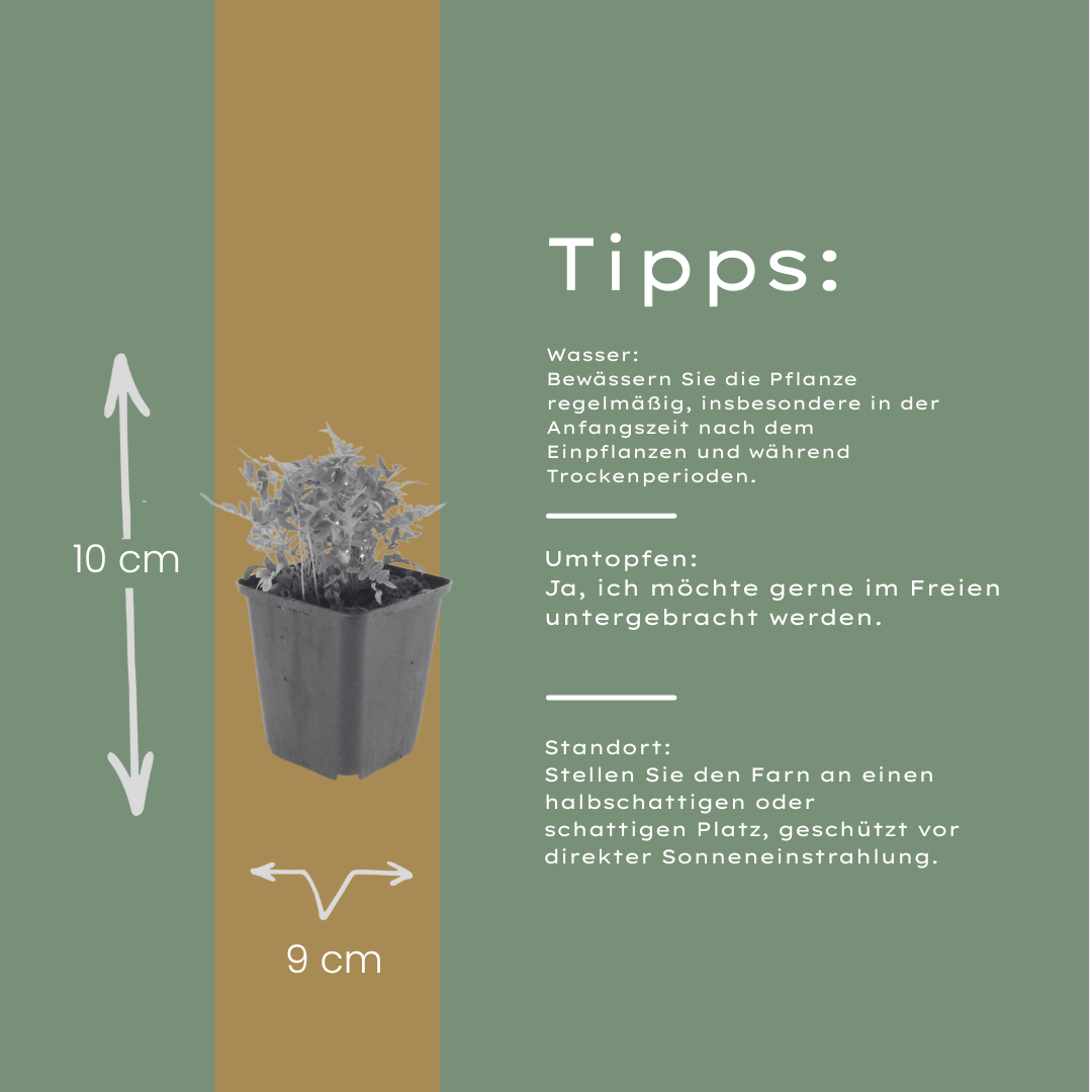 48x Polypodium vulgare - ↕10-25cm - Ø9cm