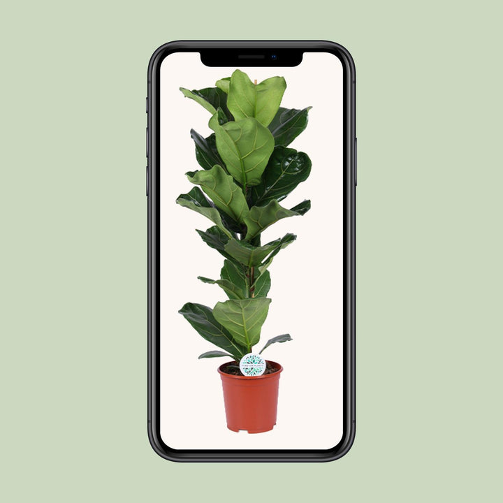 Ficus Lyrata - Ø21cm - ↕90cm — healthy root ball and nursery pot ready to ship from Ireland